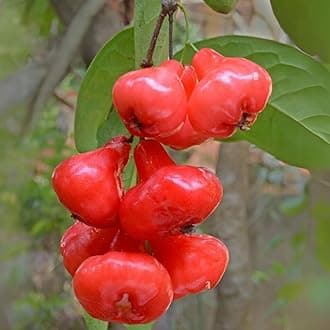 M-Tech Gardens Rose Water Apple Fruit Plant (Syzygium samarangense, Hybrid) Exotic 1 Live Fruit Plant