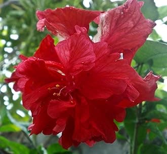 Red Double Petal Hibiscus 1 Rare Exotic Healthy Live Flower Plant For Home Garden Plant Height 1-1.5 ft