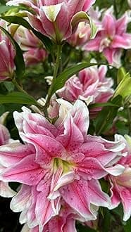 SVG® Double Oriental Lily Flower Bulbs for Home and Gardening, pack of 5 Bulbs (PINK COLOR)