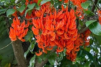 M-Tech Gardens Rare Herbal Ayurvedic Medicinal Plant 1 Live Plant (Palash - Butea monosperma)