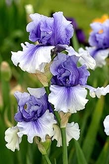 SVG® Dutch Iris Flower Bulbs for Your Home and Gardening Pack of 2 Bulbs (PURPLE SHADE)