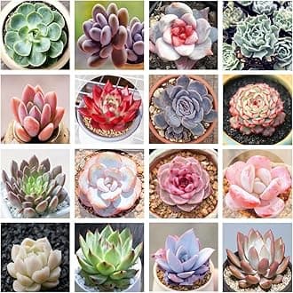50+ Mix Succulent Seeds Rare Perennial Diy Ornamental Plant Succulent Seeds For Planting Indoor And Outdoor