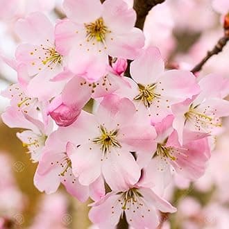 Prunus Pandora | Flowering Cherry | Ornamental Garden Tree | 5-6ft