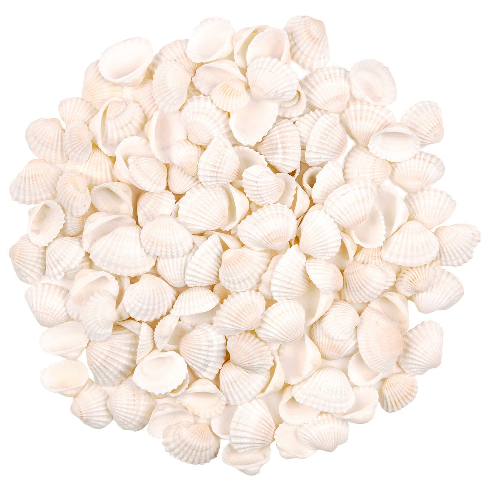 Bulk Natural White Clam Seashell