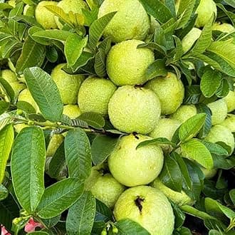 Gim Jack Galaxy Live High Yield Hybrid All Seasons Guava Fruit Tree Live Plant for Home Kitchen Garden Amrood Ka Podha Amrud Phal Ka Paudha Outdoor