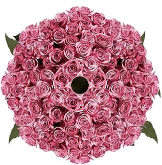 GlobalRose 250 Lavender Roses Bouquet - Responsibly Sourced Roses Fresh Flowers - Hand-Picked Flowers Fresh Bouquet for Graduation, Anniversary, Birthday & Special Occasions (10 Bunches of 25 Stems)
