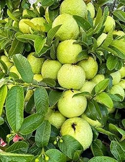 High Yield Hybrid All Seasons Guava Fruit Tree Live Plant for Home Kitchen Terrace Garden Amrood Ka Podha Amrud Phal Ka Paudha Grafted Outdoor