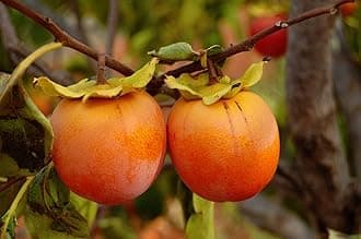 M-Tech Gardens Persimmon Fruit Plant (Japanese Persimmon, Hybrid) Diospyros kaki Exotic 1 Live Fruit Plant