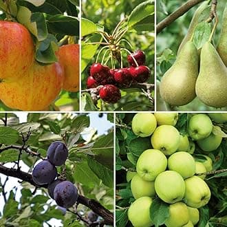 Potted Mini Fruit Tree Collection, Apple, Pear, Cherry, Plum Ideal for Small Gardens & Patios, Heavy Cropping, Easy to Grow, 5 x Dwarf Fruit Tree Collection Plants in 9cm Pots by Thompson & Morgan