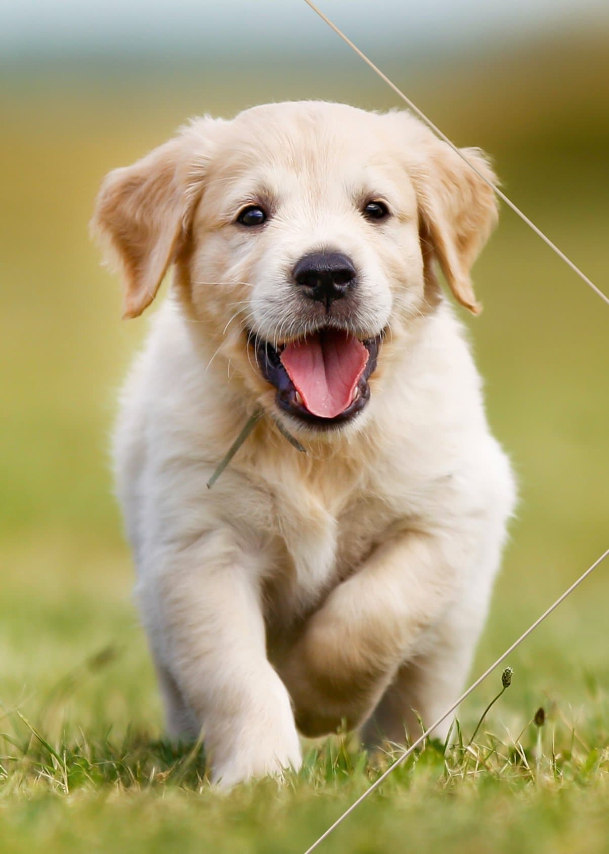 RNK 45303 Dog Folder Plastic A3 311 x 440 mm