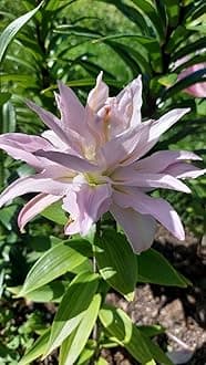 SVG® Oriental lily Double Imported Flower Bulbs All season for Your Home and Gardening Pack 2 bulbs (PURPLE)