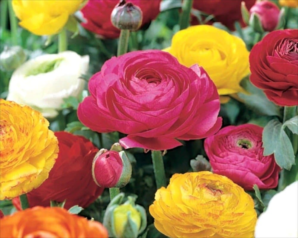 Ranunculus 'Mixed' Summer Flowering Bulbs WPC Prins Pack x10