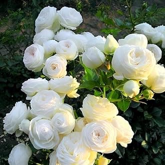 All season White Rose "AIR LAYERING GRAFTED" Climbing Hybrid Double Petal Healthy Decorative Flowering Live plant for Home Garden tree Height 1-1.5 fet in Nursery Grow Bag