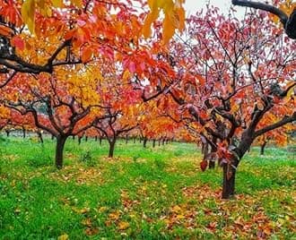 5 American Persimmon Trees - 6-15" Tall Live Plants - Cold Hardy, Native Common Persimmon Fruit Seedlings - Diospyros virginiana - (5 Pack)