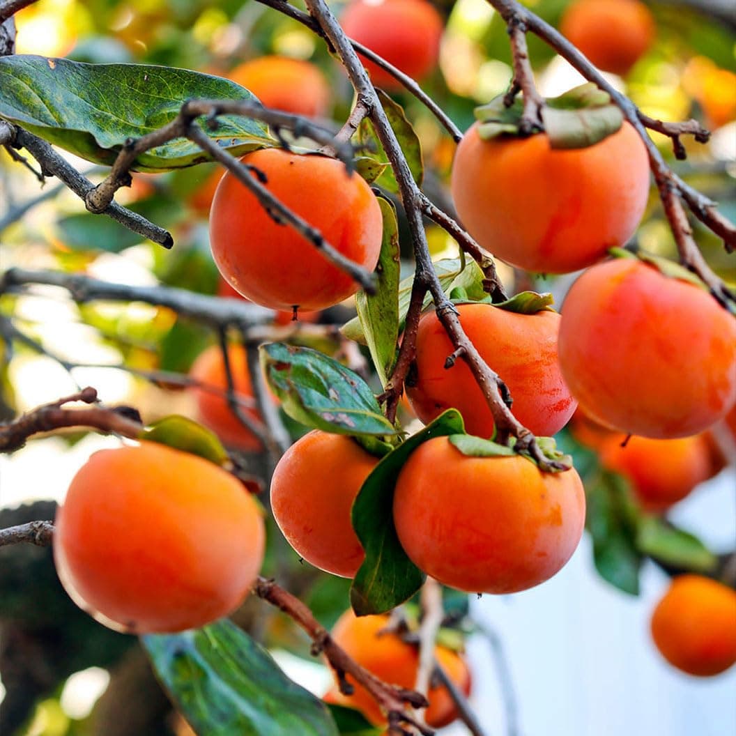 30+ Persimmon Fruit Tree Seeds for Planting Outdoors-Non GMO Exotic Diospyros Kaki Seeds Nongmo Juicy Plant for Home Gardening