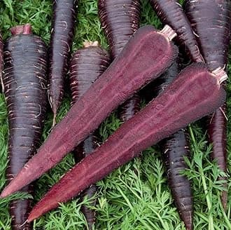 1 Pack of 25 SEEEDS Deep Purple Carrot