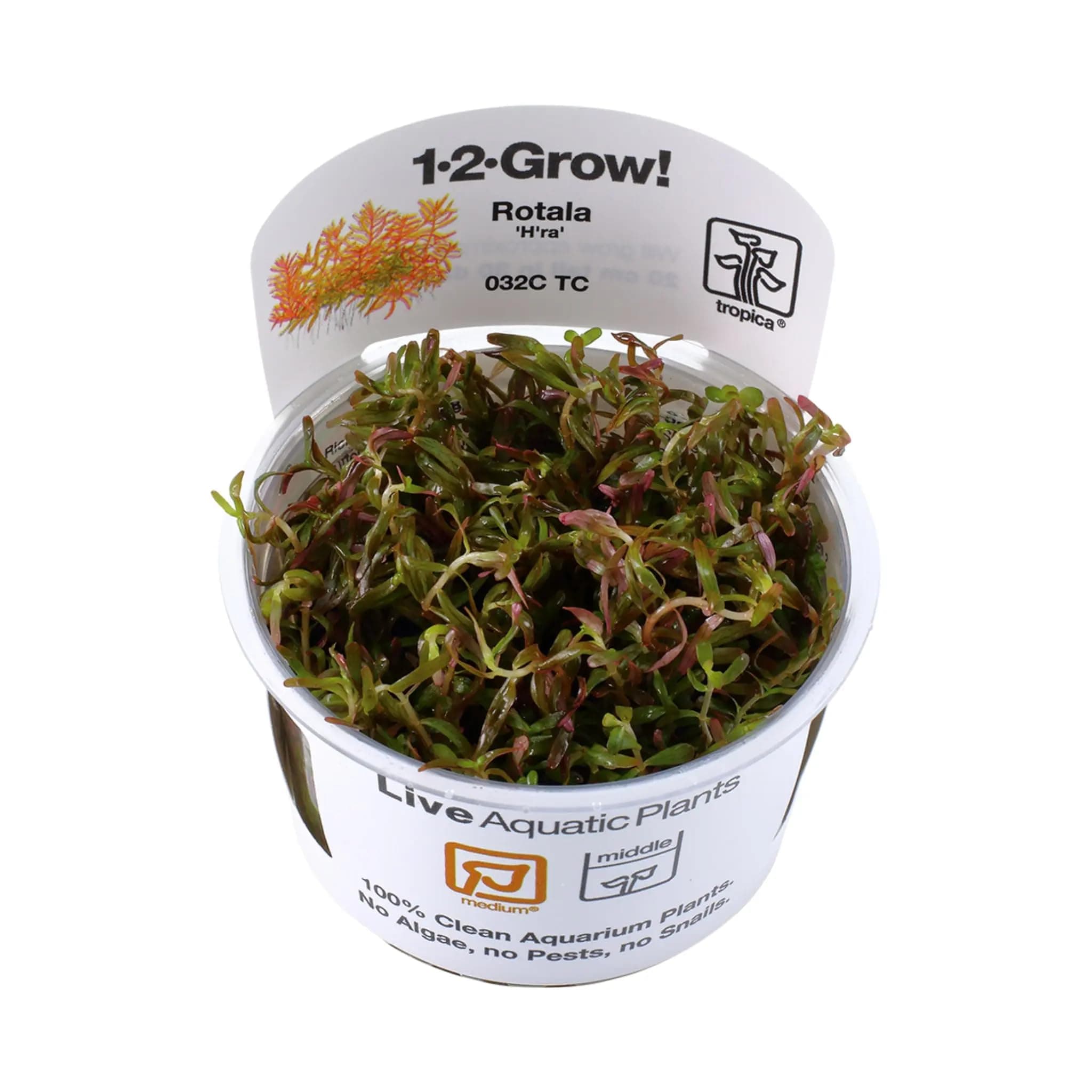Tropica Rotala 'H'ra' 1-2-GROW!