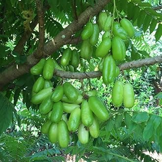 Rare Averrhoa Bilimbi Bilimbi,Cucumber Tree 1 Healthy Seedling Live Plant
