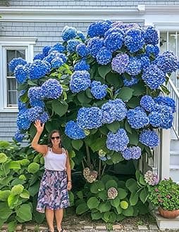 Ritz Farming® Hydrangea Imported Flower Seeds For Your Home Gardening | Pack of 70 to 80 seeds (PURE BLUE)