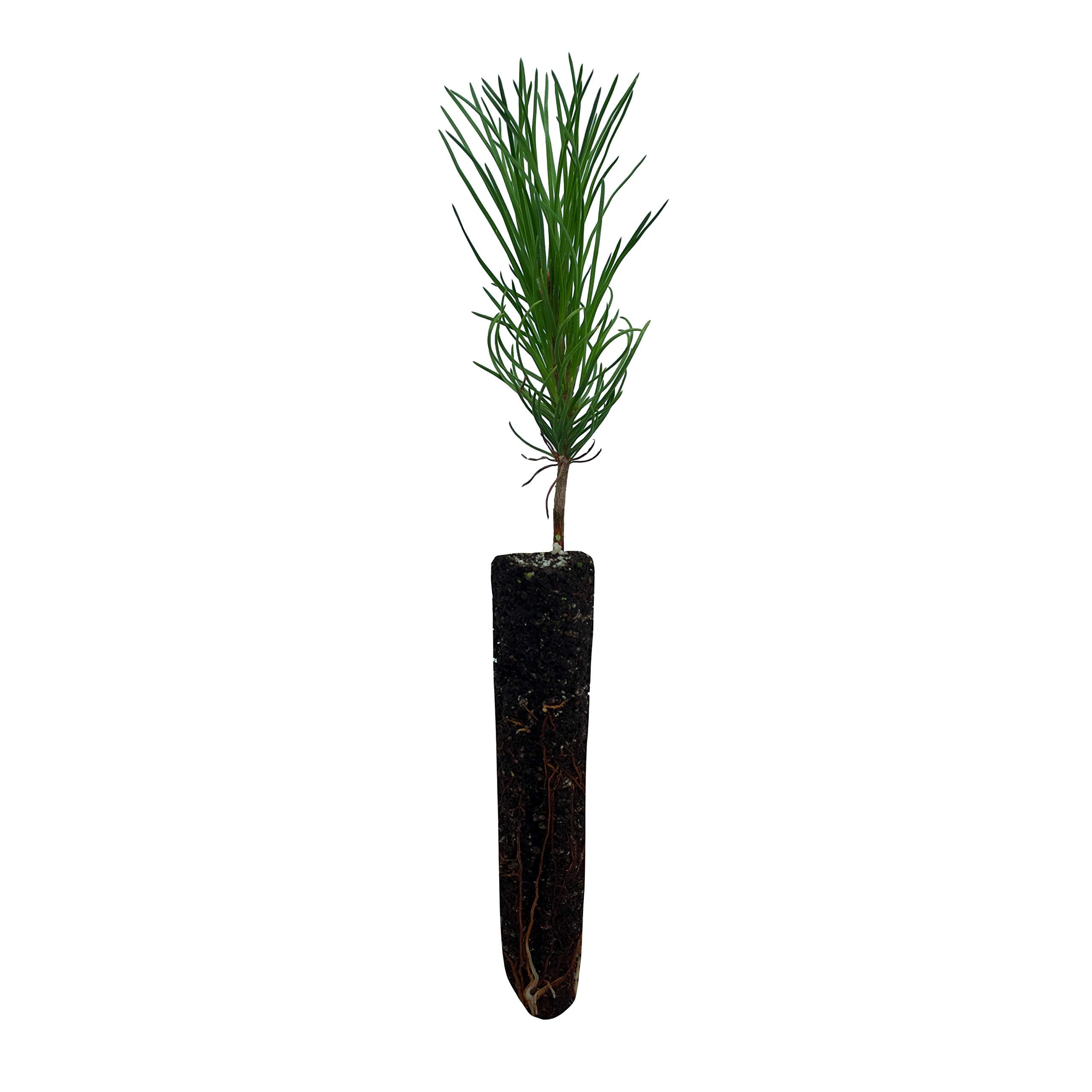 Austrian Black Pine | Small Tree Seedling | The Jonsteen Company
