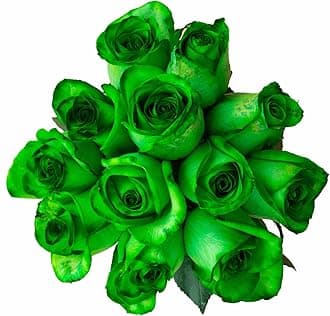 24 Stems - Fresh Cut Tinted Green Roses for Christmas Holidays from Flower Explosion