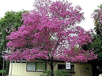 Green Paradise Live Beautiful Pink Trumpet Tabebuia rosea Tree Sapling Plant