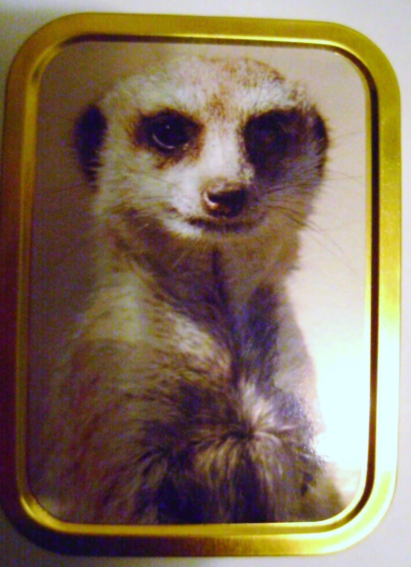 2oz meerkat design tobacco tin