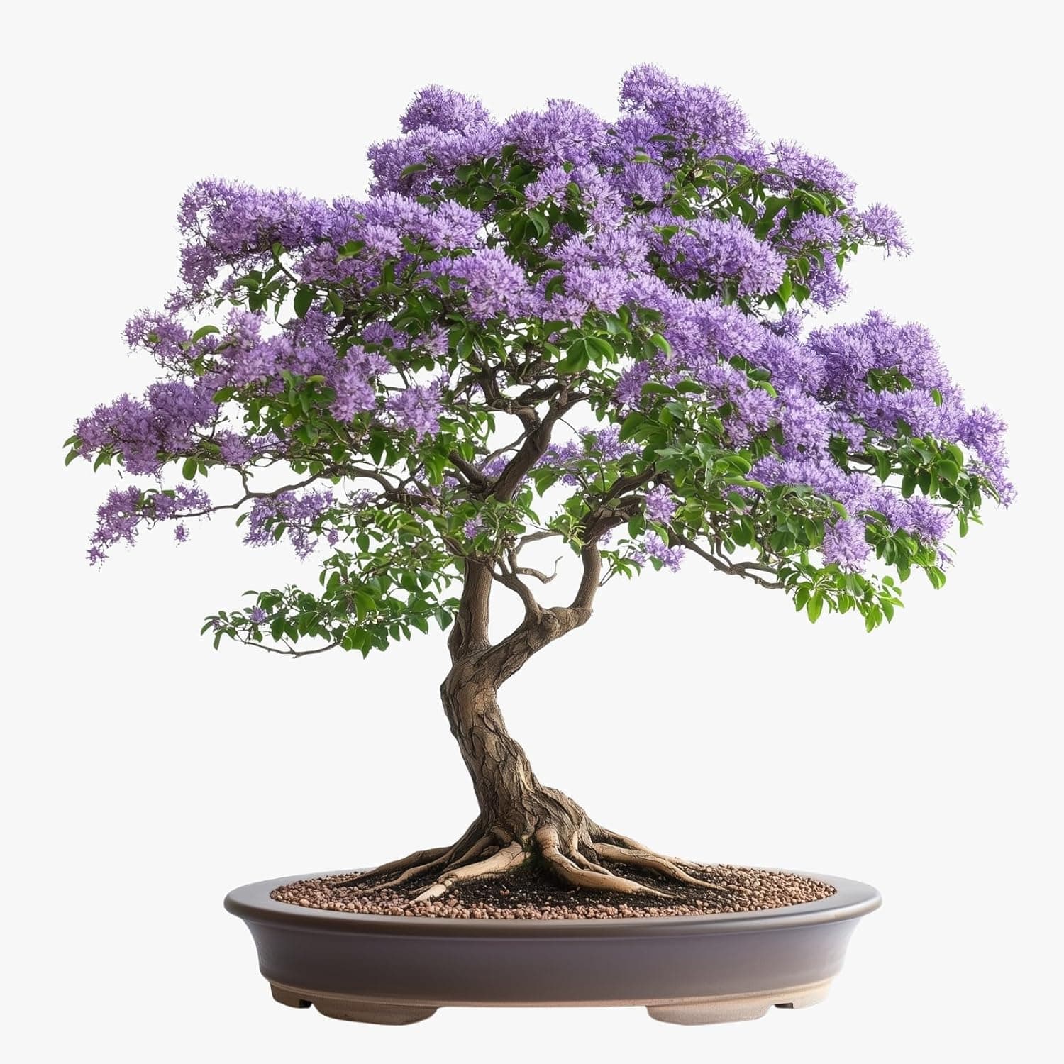 Bonsai Starter Kit – 1x Light Purple Jacaranda Bonsai Tree | Complete Indoor Starter Kit for Growing Plants with Tools & Planters – Gardening Gifts for Women & Men