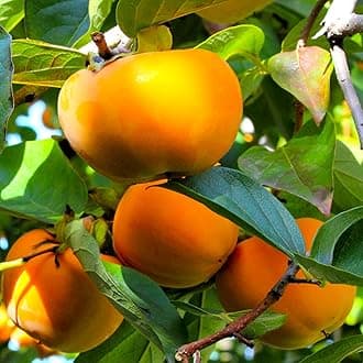 TomorrowSeeds - Japanese Persimmon Tree Seeds - 30+ Count - for 2026 Planting Diospyros Kaki Fuyu Hachiya Asian Chinese Oriental Sharon Perennial Fruit Grow Your Own Home Farm Patio Healthy