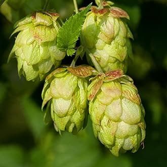 KVITER 150 Hops Seeds for Planting (Humulus Lupulus) – European Beer Hops, Common Hop Climbing Perennial Vine Heirloom seeds – Ideal Organic Hops for Brewing. Plant in Outdoor Garden, Pots & Trellises