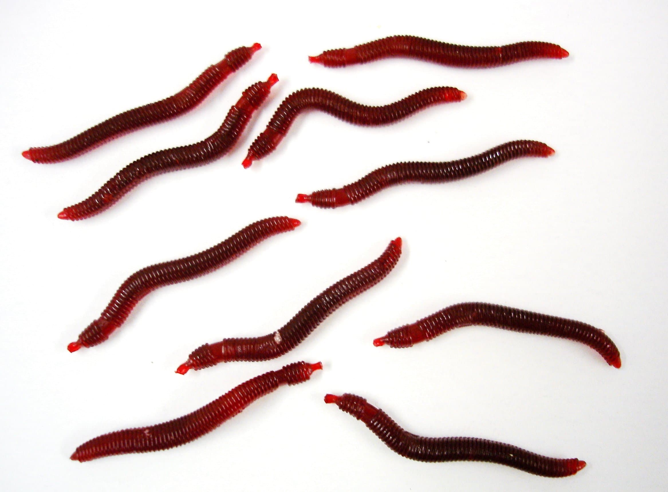Fakebaitz Earth Worm Soft Baits Scented & Flavored. Realistic Look. 1 Pack of 10 Worms