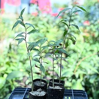 Oudh Wood Tree (Aquilaria agallocha) Ornamental Live Plant - (Pack of 1) _bx05