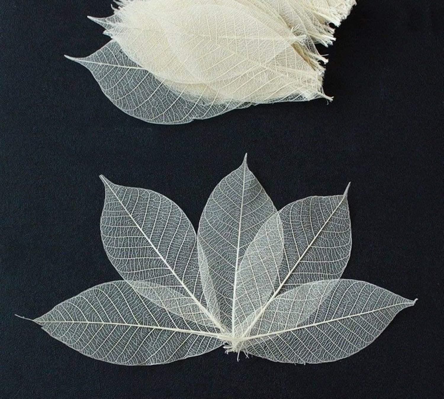 100 Pcs Small Skeleton Leaves Rubber Tree Natural Dried For Craft Card Scrapbook Diy Wedding