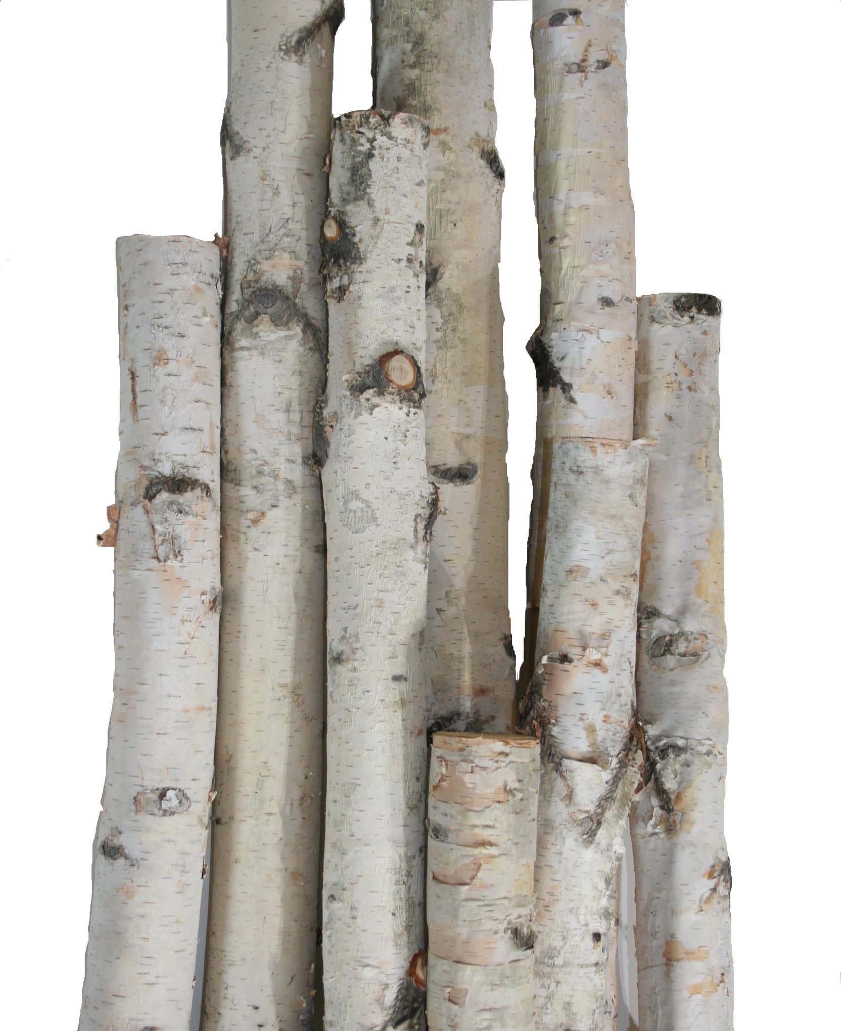 Wilson White Birch Pole Pack (X-Large) Set of Birch Poles 1.5-2.5 inch Diameter x 6, 7, and 8 feet Tall