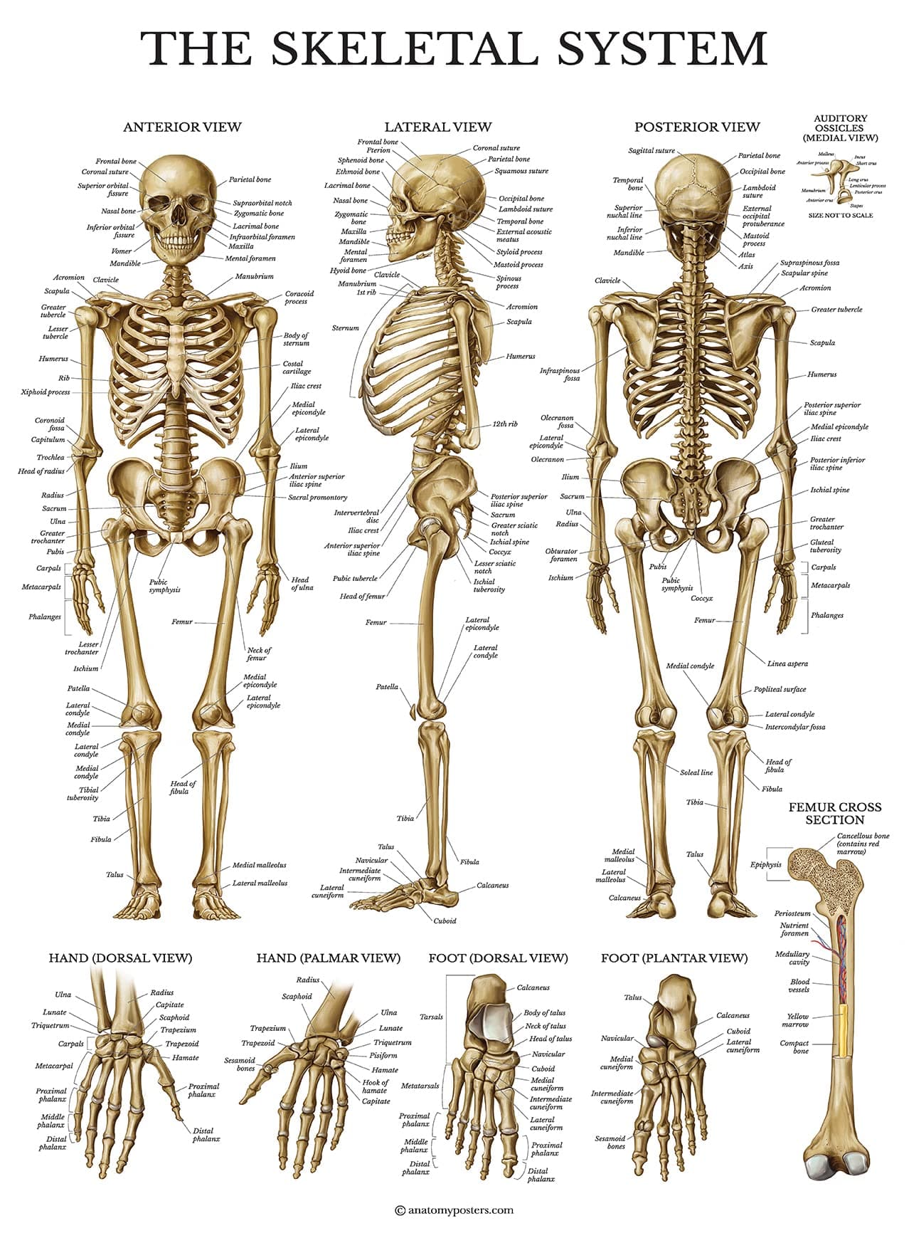 Palace Learning Skeletal System Anatomical Chart - LAMINATED - Human Skeleton Anatomy Poster (18" x 24")