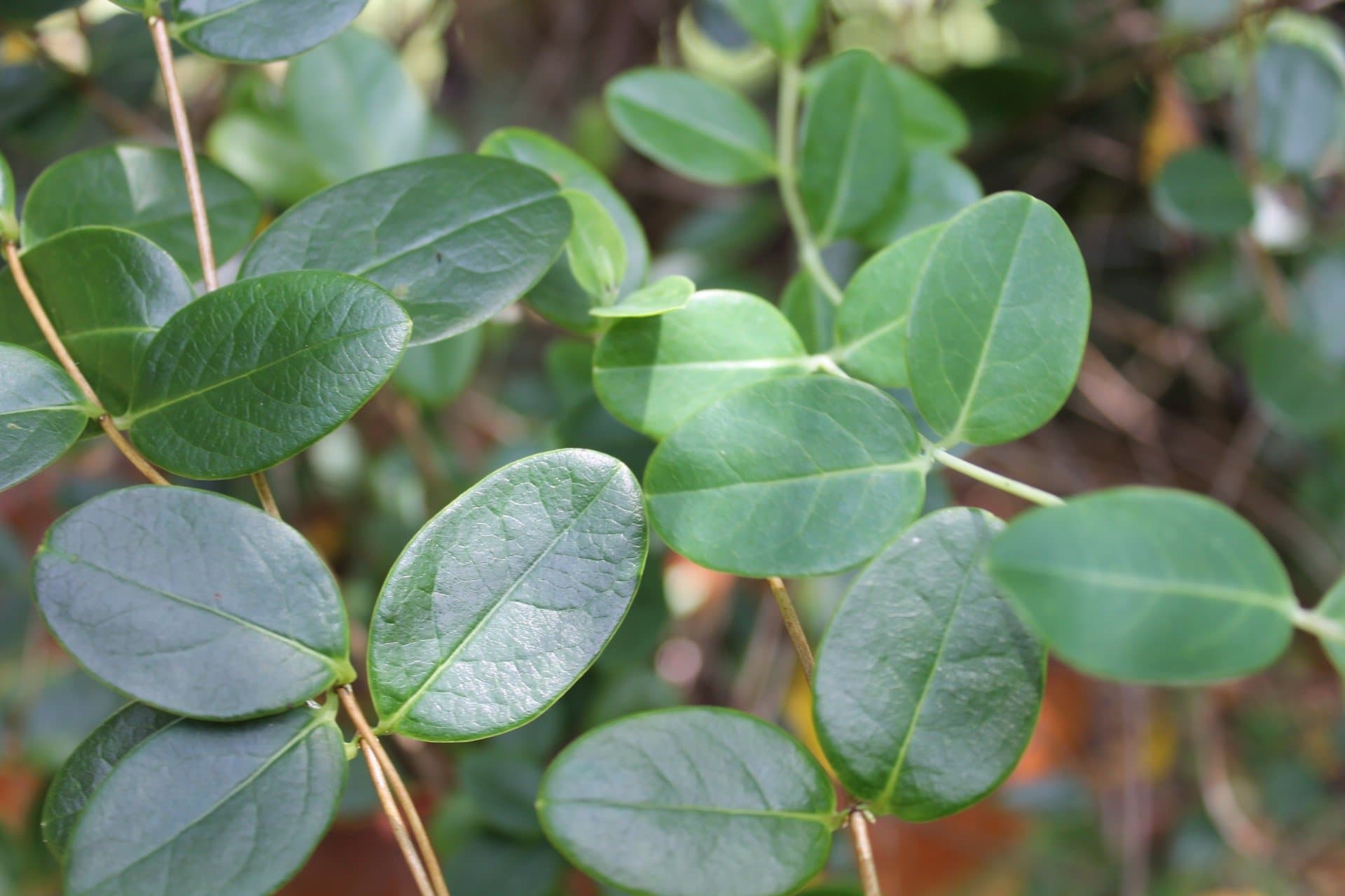 Trumpet Honeysuckle Vine Plant