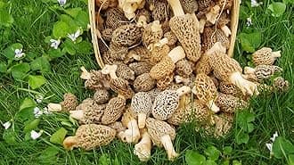 Large Kit Morel Mushroom Spores in Sawdust Seed Spore kit 25 Gallon kit
