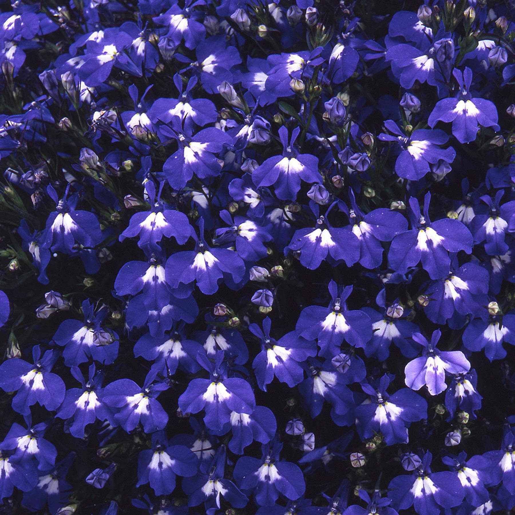Perfect Plants Trailing Lobelia Dark Blue 6 Pack Garden Ready Plants