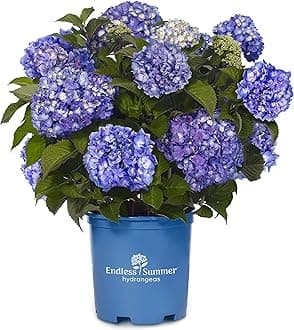 Endless Summer Collection - Hydrangea mac. Endless Summer BloomStruck (Reblooming Hydrangea) Shrub, RB purple, #2 - Size Container
