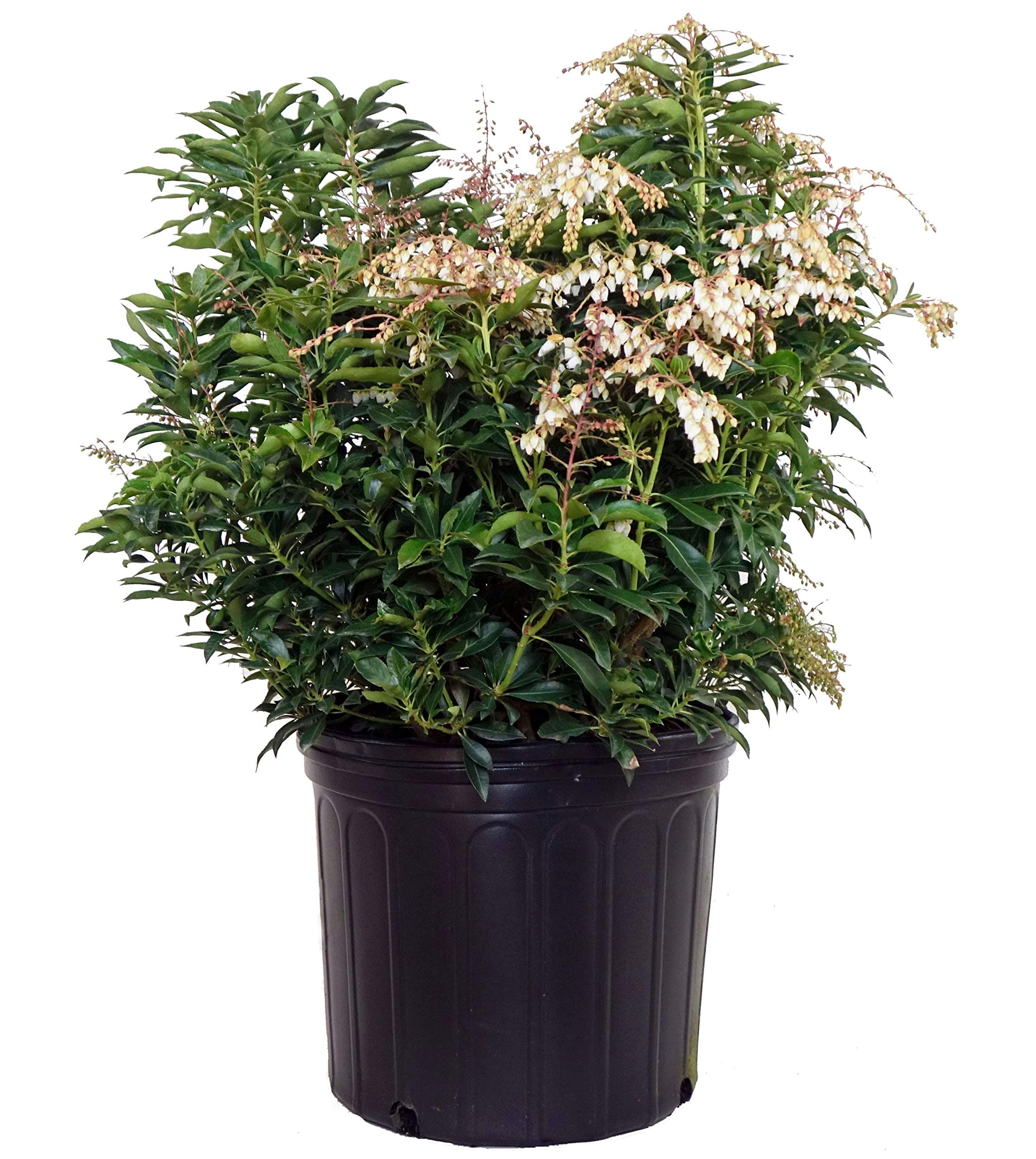 Pieris jap. 'Compacta' (Compact Japanese Andromeda) Evergreen, #3 - Size Container
