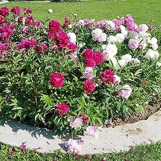 Jumbo 4 Pack Colorful Red, White & Pink Peonies Flower Bulbs Collection - Attracts Butterflies, Bees & Hummingbirds - These Double Blooms Measure Over 7 inches in Diameter - Great Gift!