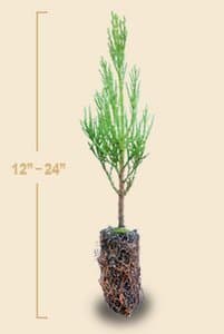 The Jonsteen Company 6136 Giant Sequoia Tree - Medium Size