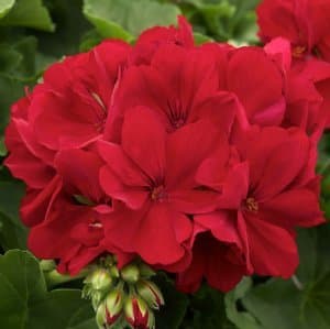 GrowJoy - Calliope Medium Dark Red Geranium (Live Plant) 2.5-Inch Pot