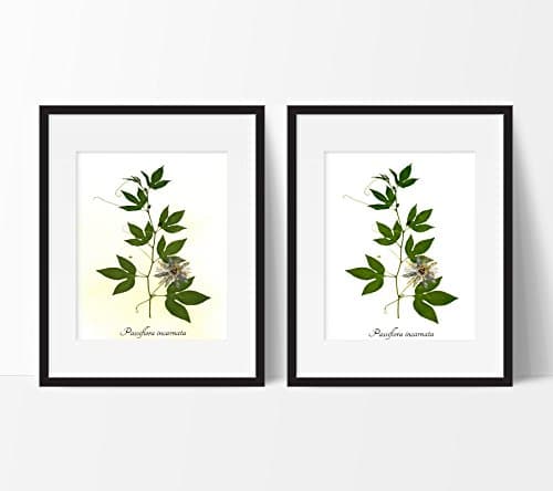 Passionflower Botanical Print - Pressed Maypop Herbarium Print