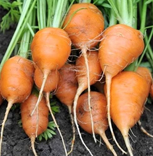(ALYS) Parisian Round Carrot 200 Seeds