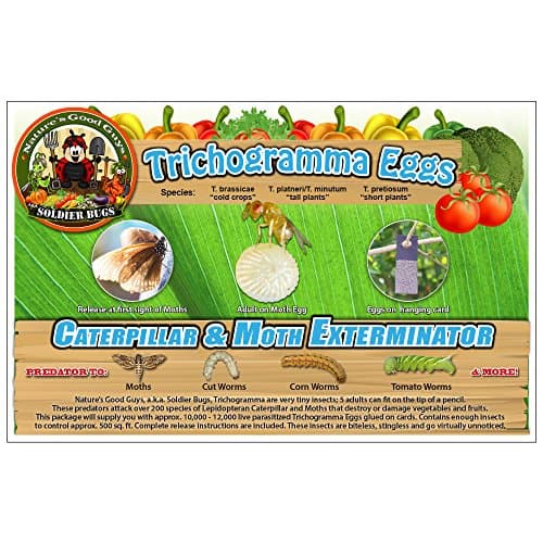 Bug Sales Caterpillar & Moth Exterminator- Trichogramma 30 Squares/ 100,000 Eggs