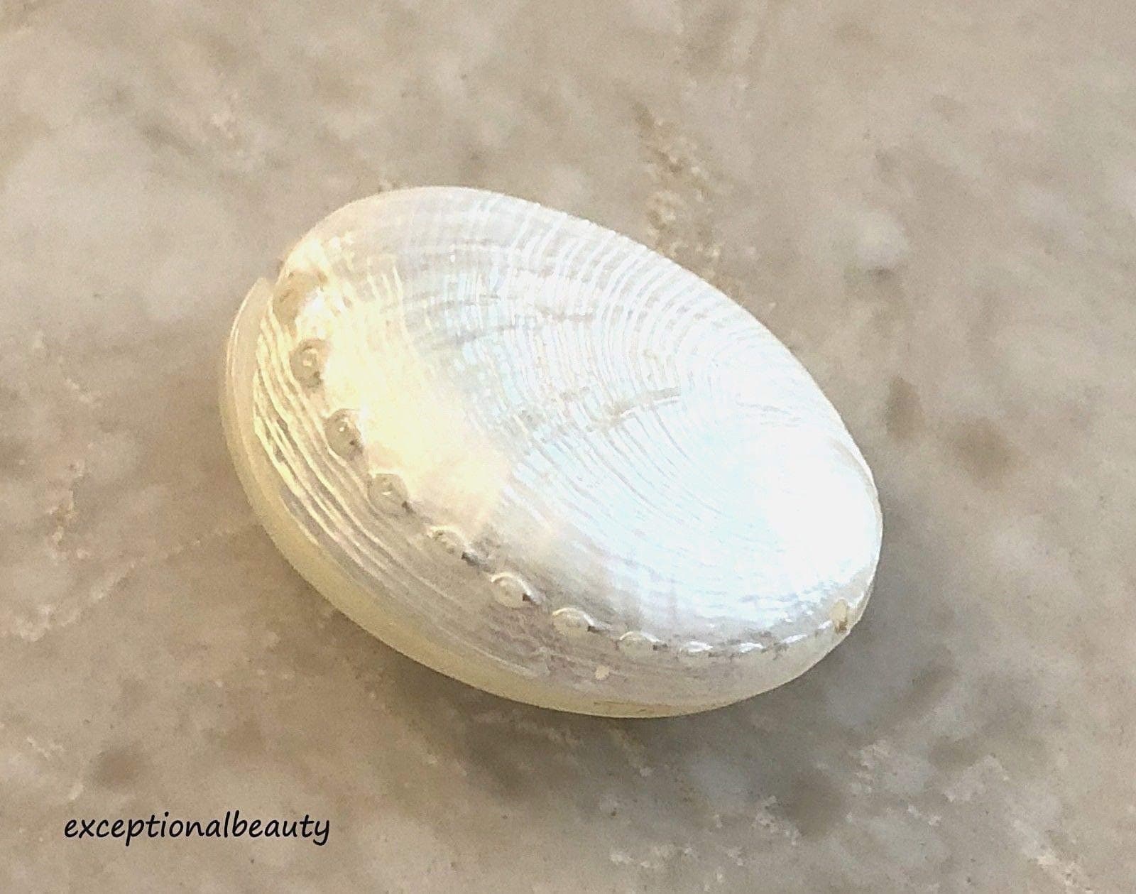 6 Cream White Akob Abalone Shell 30mm Whole Oval Seashell Focal Two Sided Beads